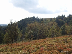 La chaume de l'autre côté de la forêt